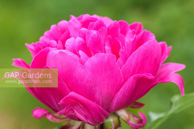 Paeonia 'Bunker Hill'