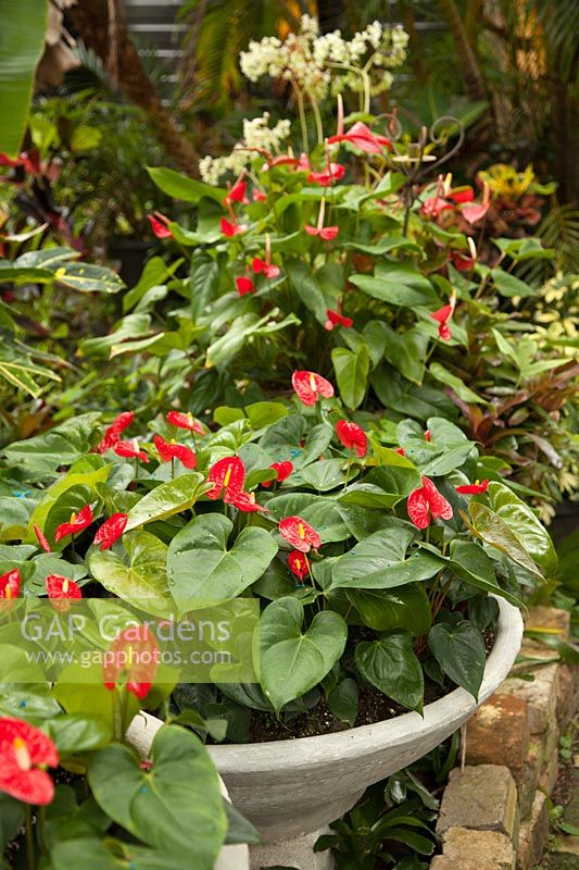 Anthuriums in containers in Hunte's Garden, Barbados