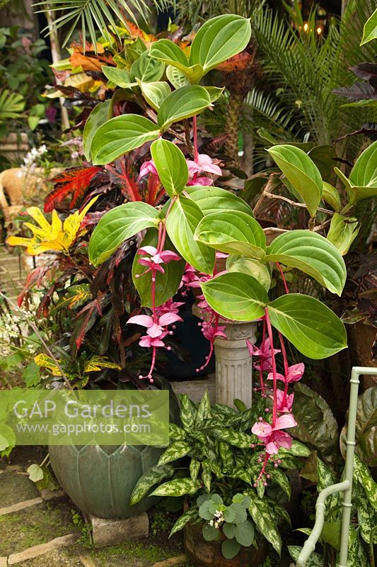 Medinilla magnifica in pots at Hunte's Garden, Barbados