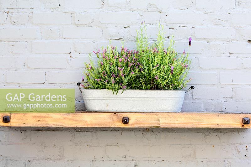 French lavender in a galvanised container on a shelf 