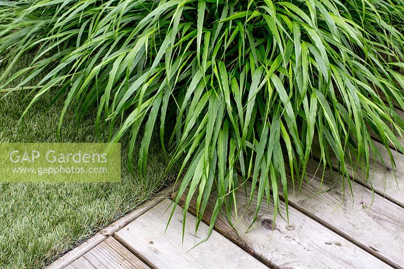 Haconechloa macra with decking and artificial grass.