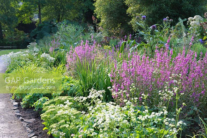 Border with lythrum, astrantias, sedums, globe artichokes and hardy geraniums 
in the Wells Gardens