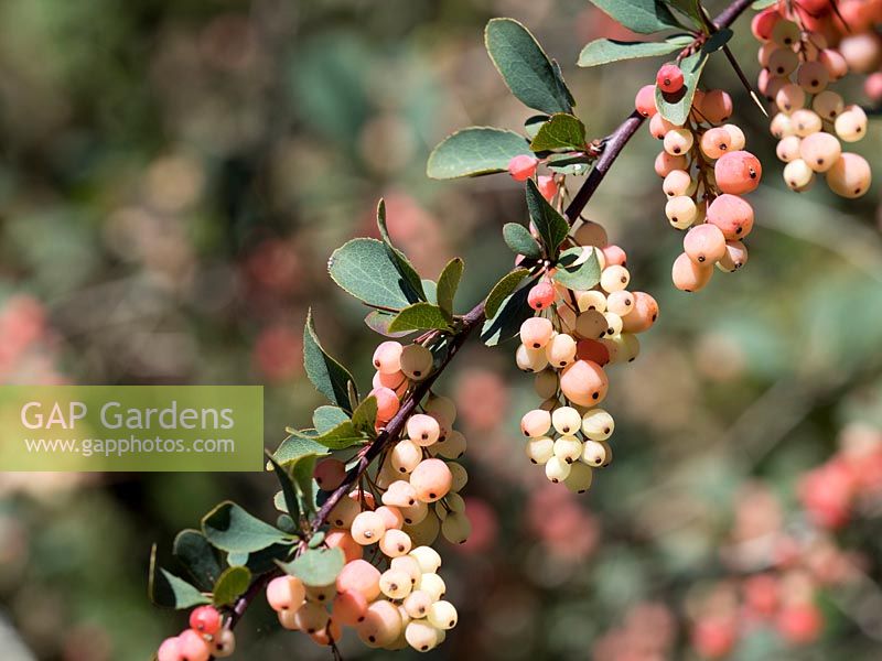 Berberis wilsoniae AGM - berries in early autumn