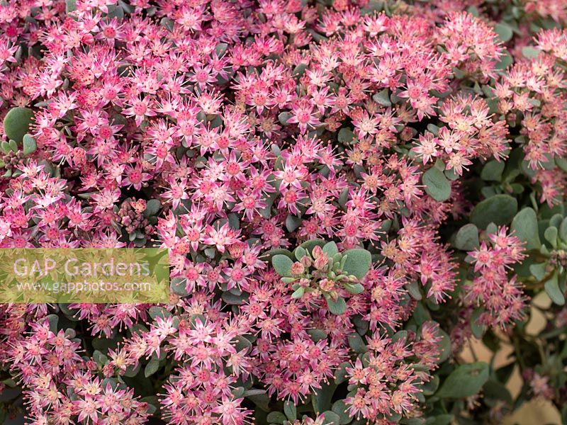 Sedum 'Rose Carpet' succulent autumn flowering ground cover