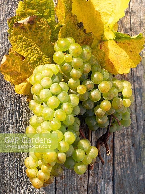Grapes on vine leaf