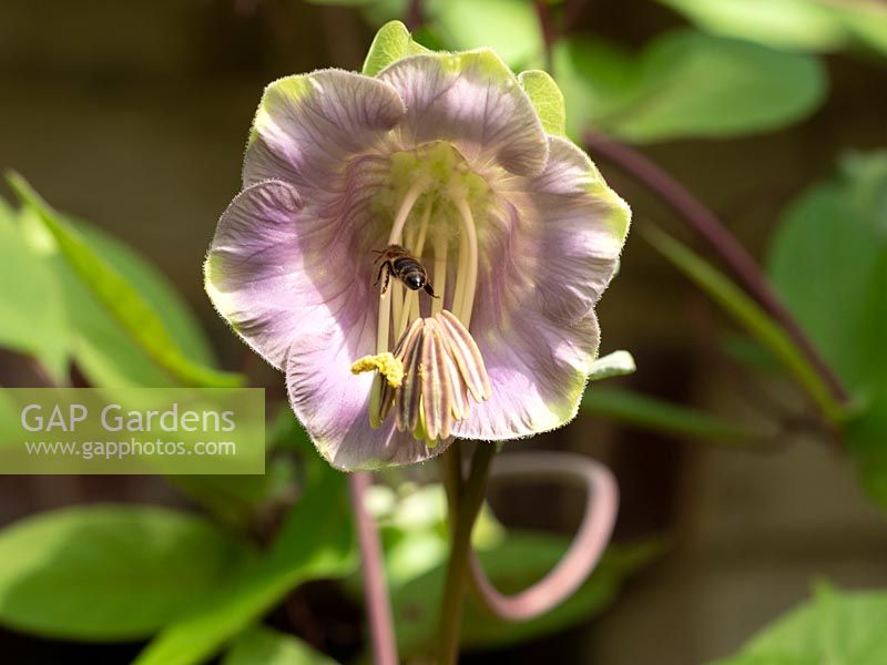 Cobaea Scandens - cup and saucer vine - cathedral bell, AGM