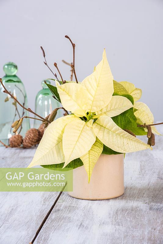 White poinsettia in pottery vase with cones and cloches