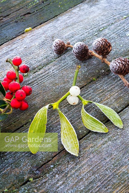 Frosty Mistletoe, holly berries and cones on wood
