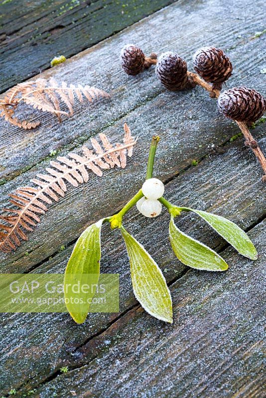 Frosty Mistletoe, cones and bracken leaves on wooden background