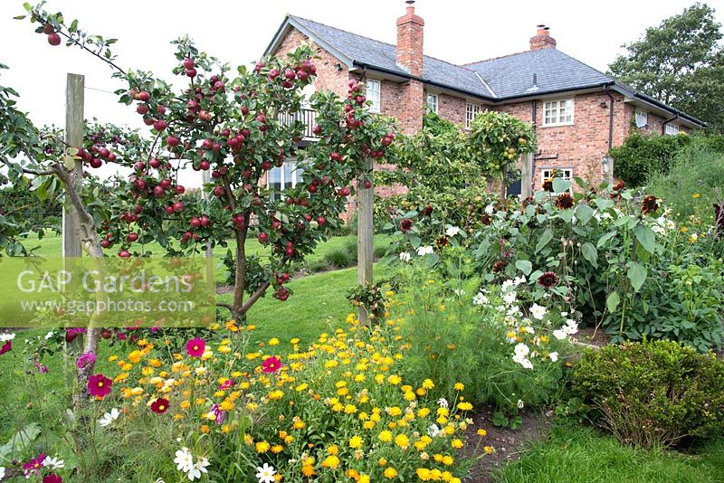 Kitchen garden with beds planted with vegetables and flowers for cutting and trellis with trained Malus 