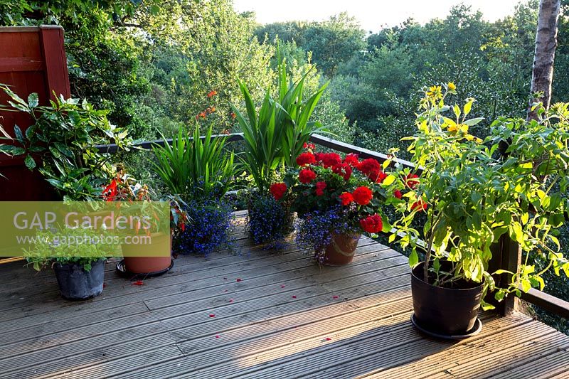 Wooden decking with annuals in pots - Pam Woodall's garden, 'Pinecombe' in Dorset, UK