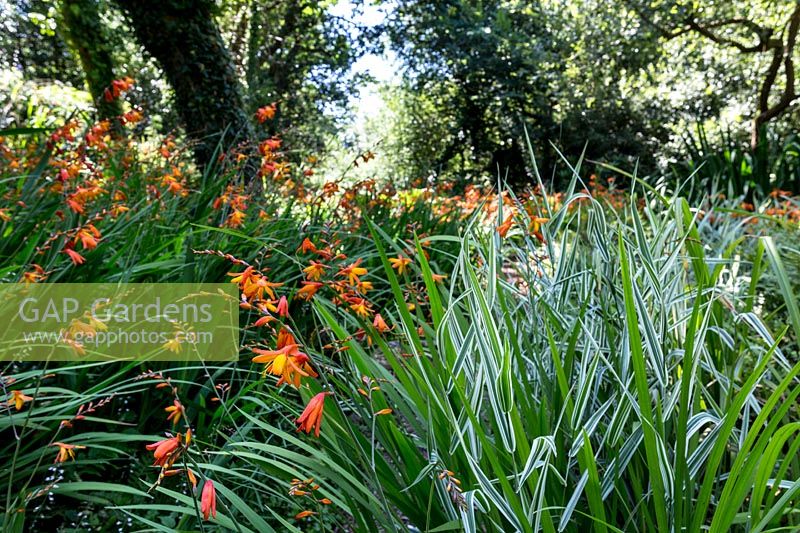 The wildlife garden - Pam Woodall's garden, 'Pinecombe' in Dorset, UK