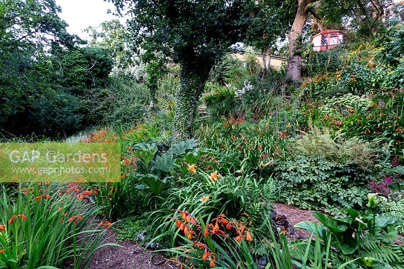 Mixed planted borders - Pam Woodall's garden, 'Pinecombe' in Dorset, UK
