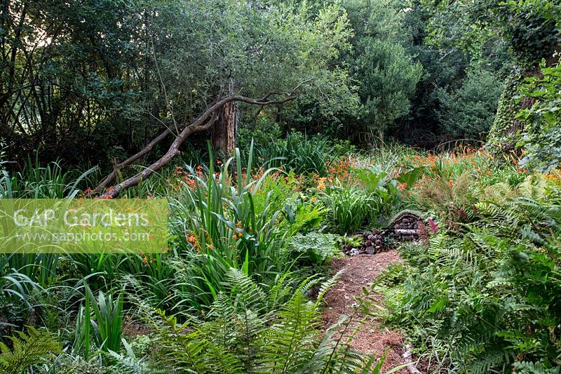 Lower woodland garden - Pam Woodall's garden, 'Pinecombe' in Dorset, UK