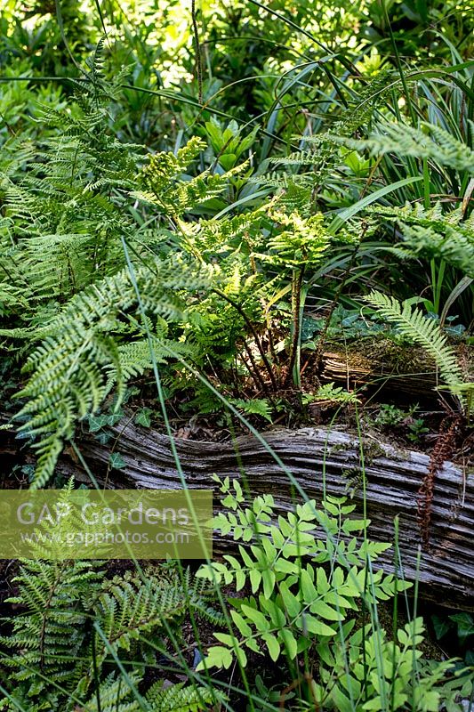 Wildlife garden ferns growing on rotting log - Pam Woodall's garden, 'Pinecombe' in Dorset, UK