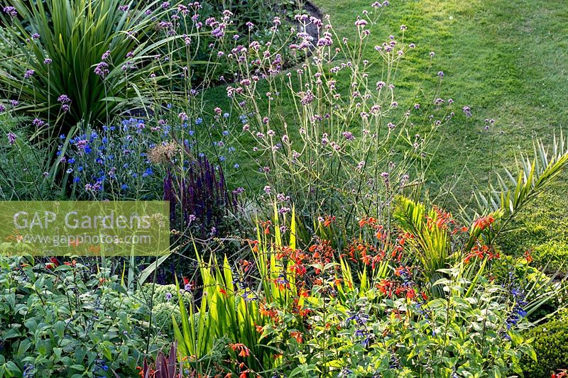 Mixed summer border. Pam Woodall's garden, 'Pinecombe' in Dorset, UK