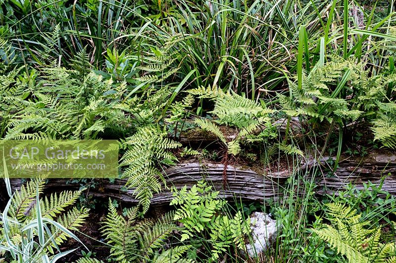 Lower woodland garden with light Ferns on rotting log - Pam Woodall's garden, 'Pinecombe' in Dorset, UK