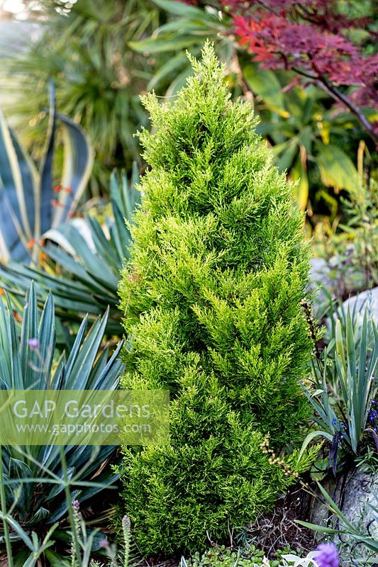 Miniature fir tree - Pam Woodall's garden, 'Pinecombe' in Dorset, UK