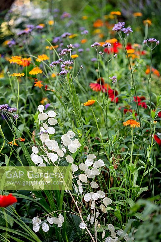 Honesty seedheads with Verbena bonariensis and Calendula Princess Orange Black - Pam Woodall's garden, 'Pinecombe' in Dorset, UK