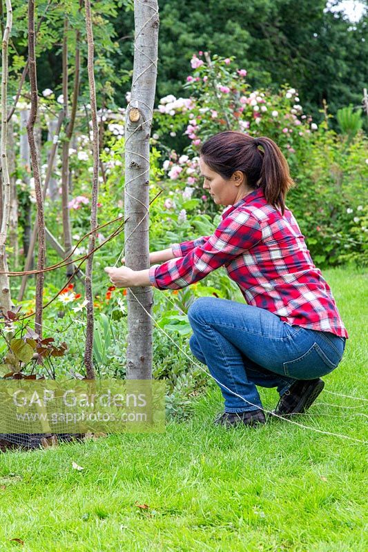 Woman winding garden twine around rustic post to provide support for climbing plants. 