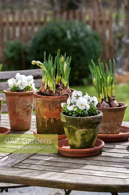 Mixed pots  with viola and Narcissus tazetta