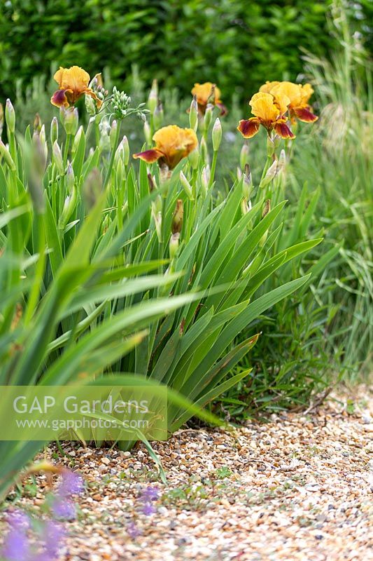 Iris germanica 'Supreme Sultans' growing in gravel garden