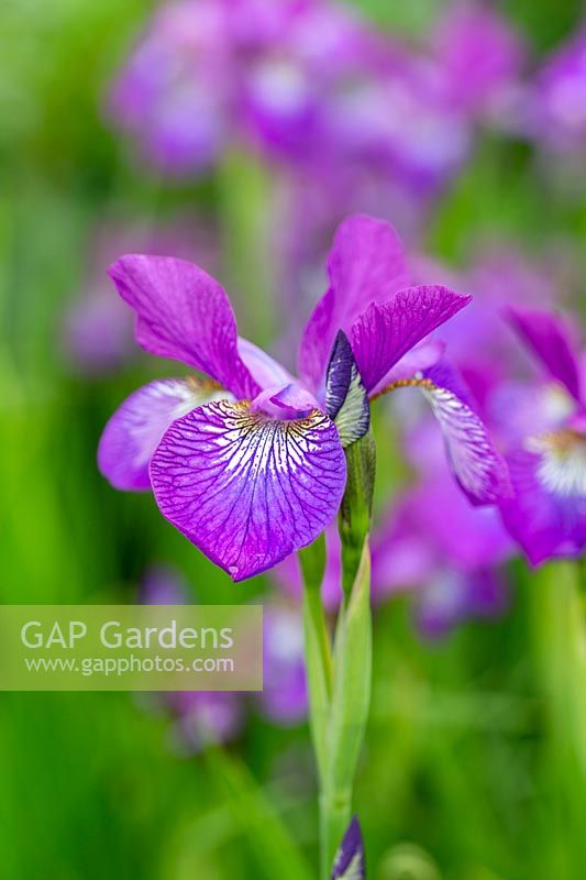 Iris siberica 'Sparkling Rose'