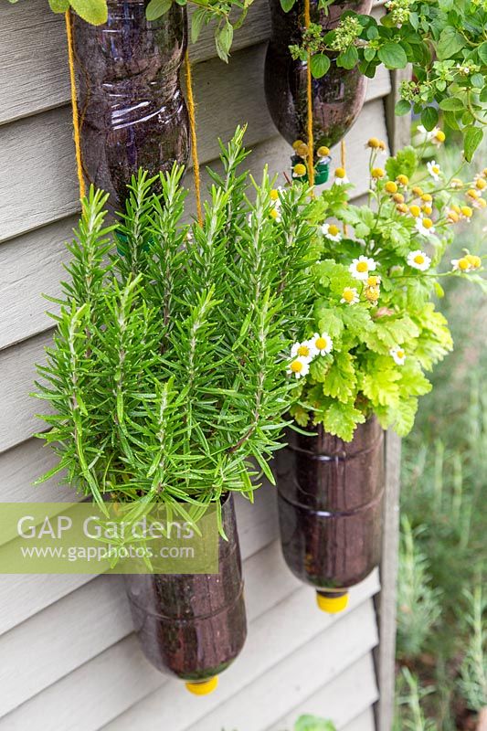 Tiered plastic bottle herb planter on shed - herbs include Rosemary, Feverfew, 
Sage and Marjoram