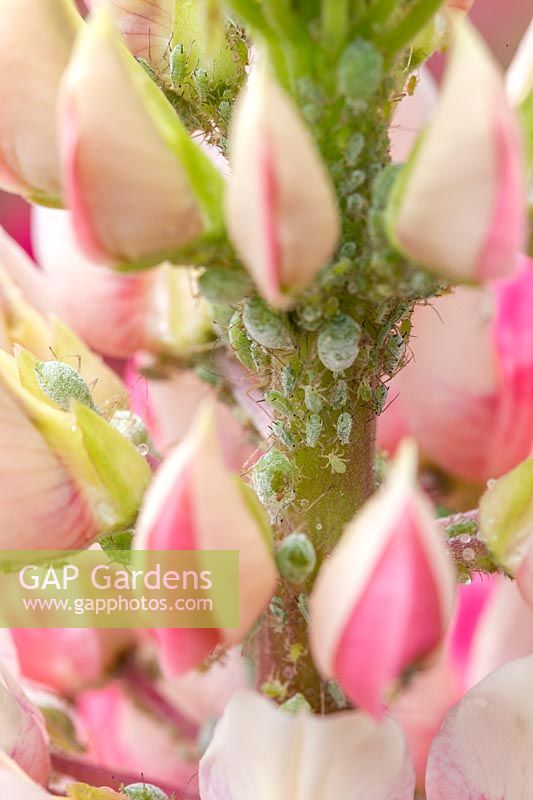 Aphids on Lupinus - Lupins