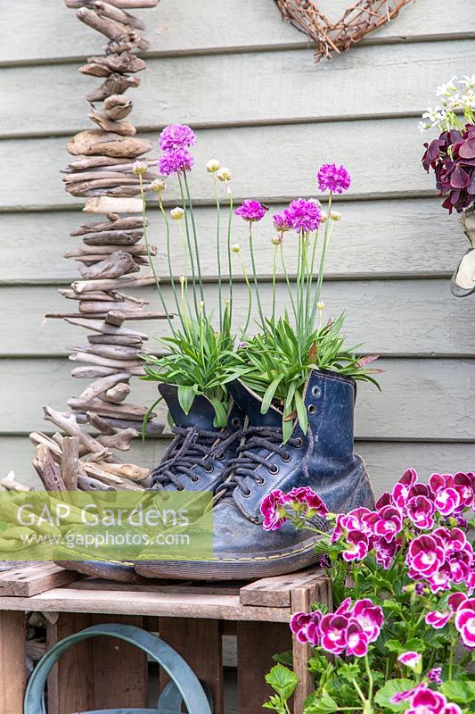 Doc Martin boots planted with Armeria pseudarmeria 'Ballerina Lilac'
