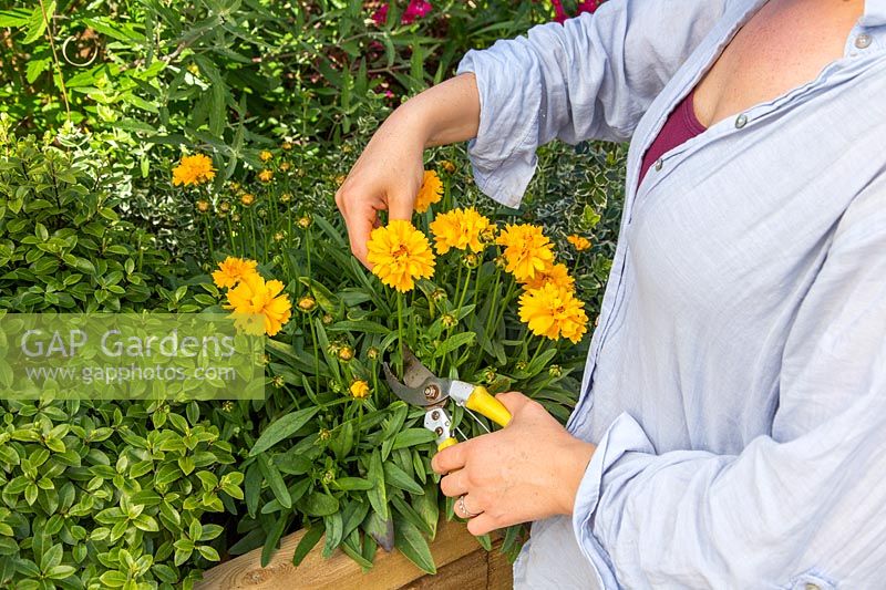 Woman cutting Coreopsis flowers for floral arrangement