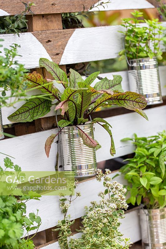 Herbs in tin cans fixed to pallet