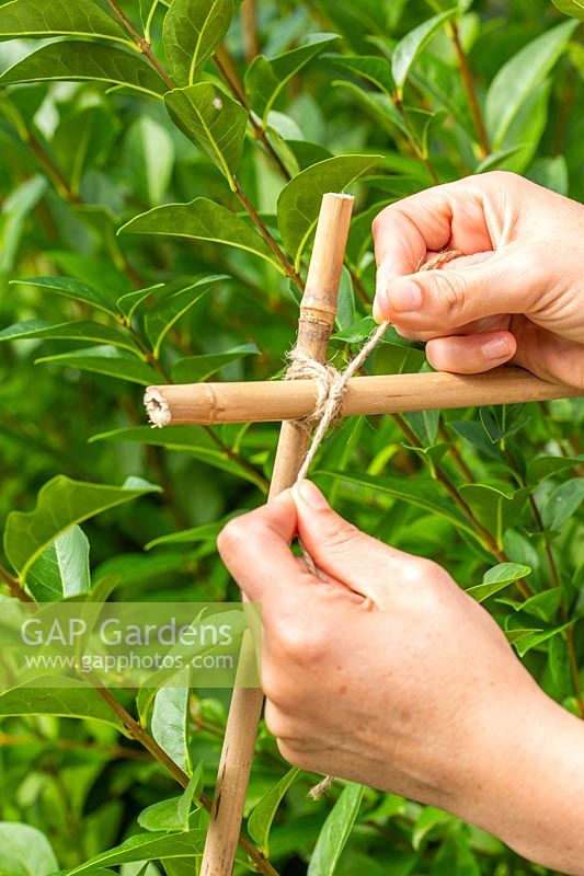 Woman tying bamboo canes together to create a frame to use as a guide when cutting hedge