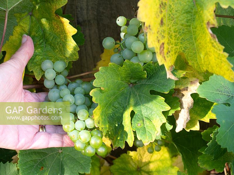 Person holding bunch of green grapes growing on vine. 
