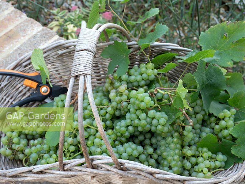 Basket of harvested green grapes with secateurs.