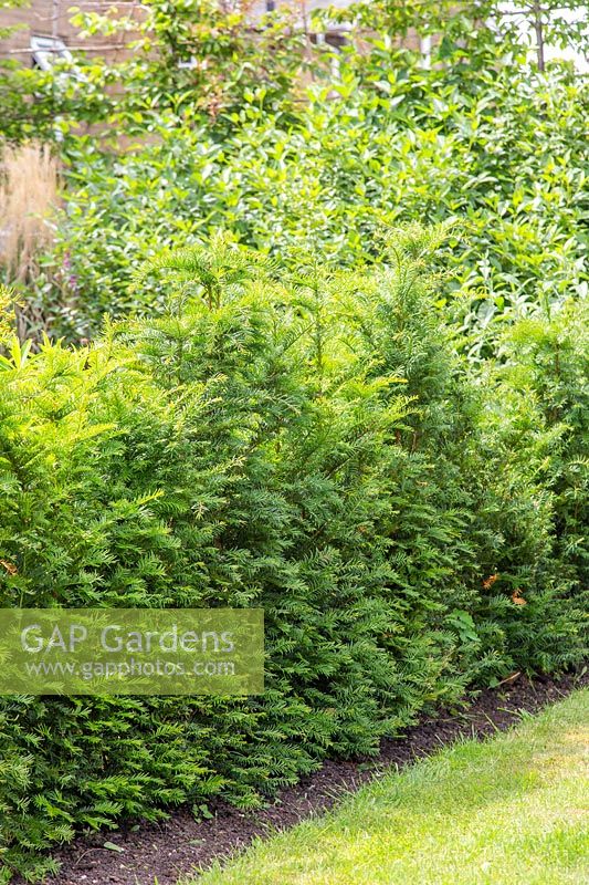 Yew hedge - Taxus baccata - planted 4 years prior. 