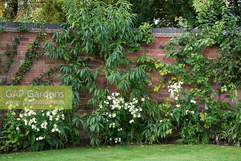 Pruns - Peach - trained against a curved brick wall, with Nicotiana alata 'Grandiflora'. 