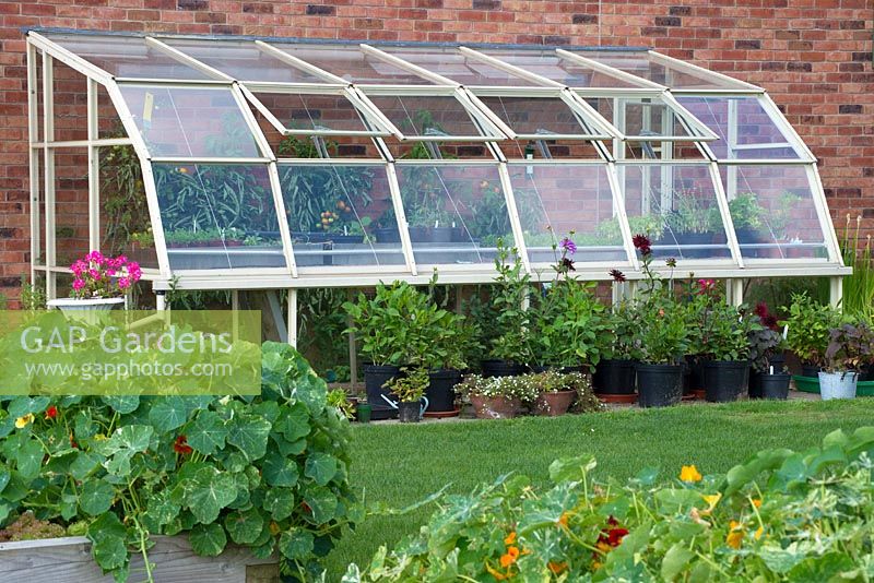 View of greenhouse with tomatoes and Dahlias in pots along the outside. 