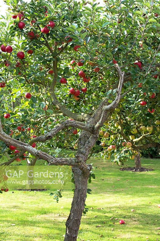 Malus - apple tree