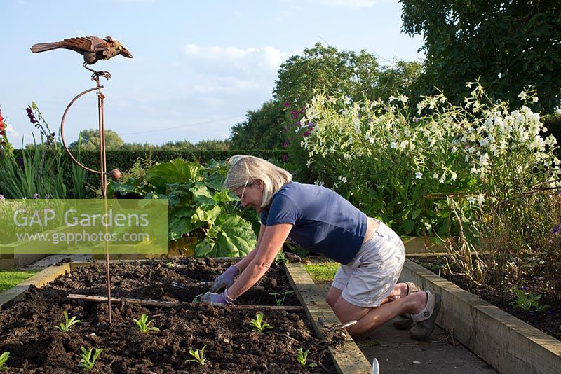 Woman planting young plants in raised bed. 