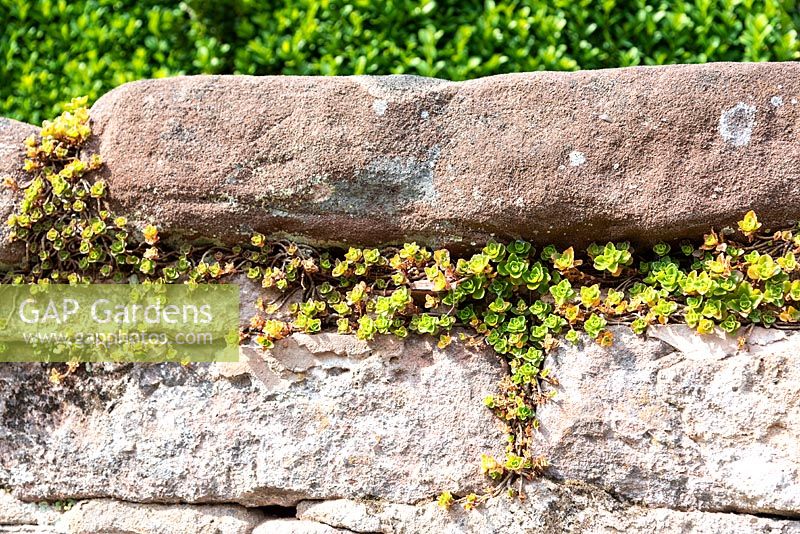 Sempervivum roseum growing between bricks in wall. 