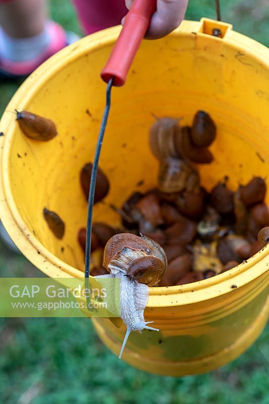 Gardener picking snails and slugs in a garden. 