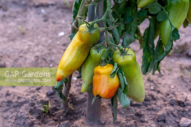 Solanum lycopersicum - Tomato 'Andine Cornue'