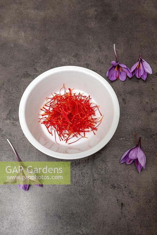 Crocus sativus - Saffron, spice for cooking. 
