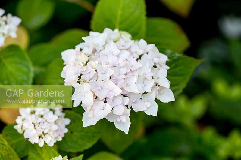 Hydrangea - blush flowers 