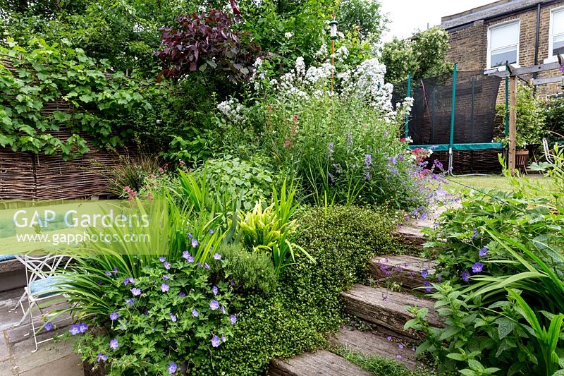 Patio area in Large house in North London with steps made from reclaimed jarra 
railway sleepers Geranium 'Rosanne', Iris germanica, Muhlenbeckia complexa,  
