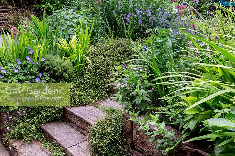 View of garden steps made of reclaimed railway sleepers, leading up through double flowering borders.