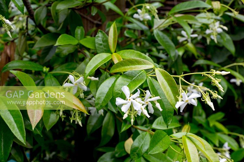 Trachelospermum jasminoides - Confederate jasmine