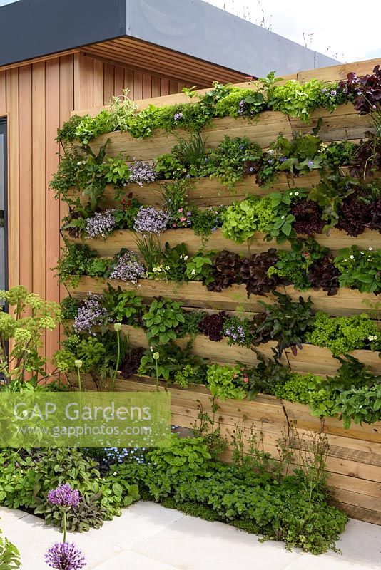 Wood panel living wall, with salad and herbs. 'The Salad Deck', RHS Malvern Spring Festival, 2018.