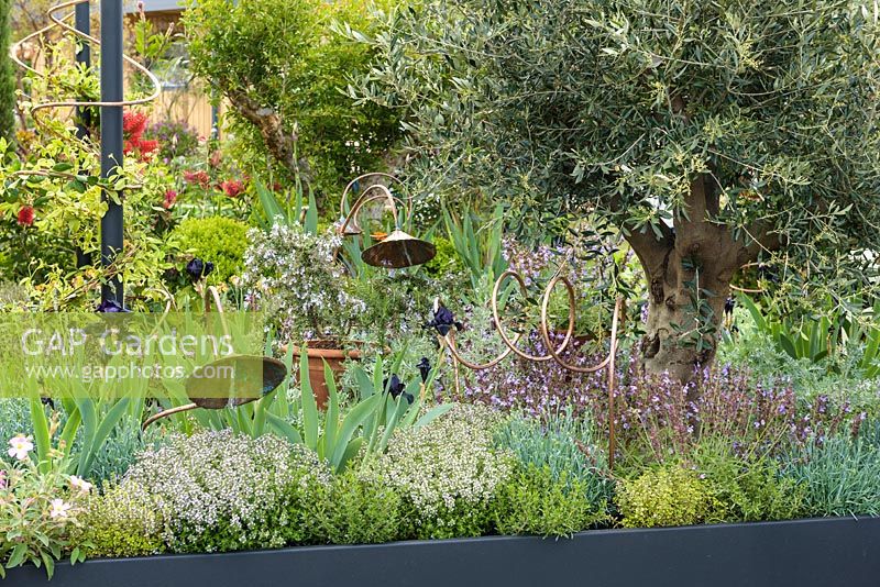 Copper spiral tubes and Mediterranean Fig tree and herbs. 'The Perfumer's Garden', RHS Malvern Spring Festival, 2018. 